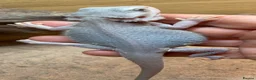 Bearded Dragon reptiles for sale: Hypo trans zeros  - Advert 4