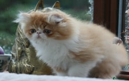 Persian cats for sale: Fluffy Persian Exotic kittens - Image 3