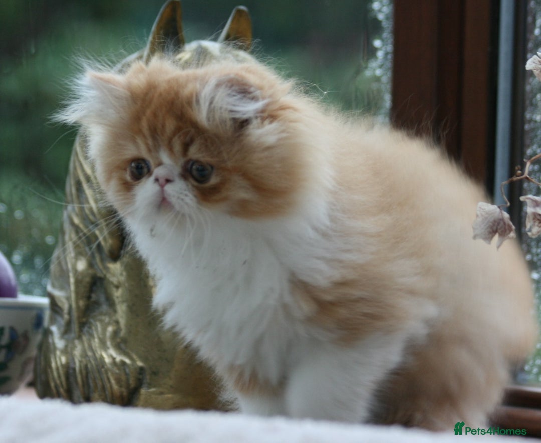 Persian cats for sale: Fluffy Persian Exotic kittens - Image 3