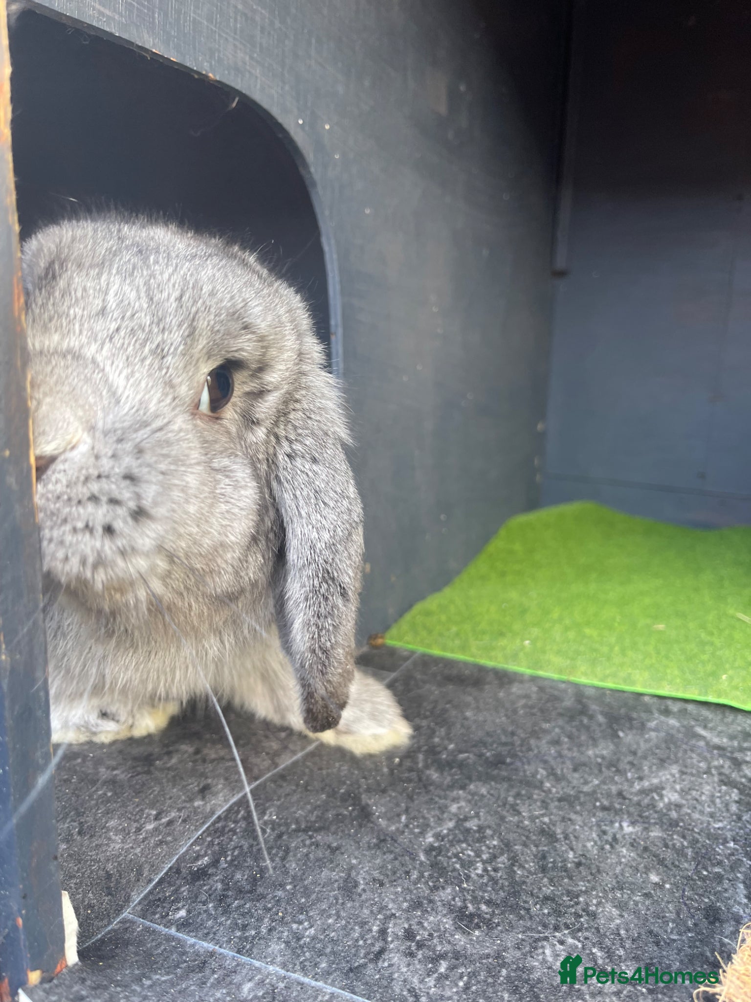 Mini Lop rabbits Bluey - Advert 1