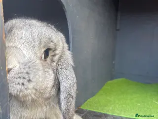 Mini Lop rabbits Bluey - Advert 1