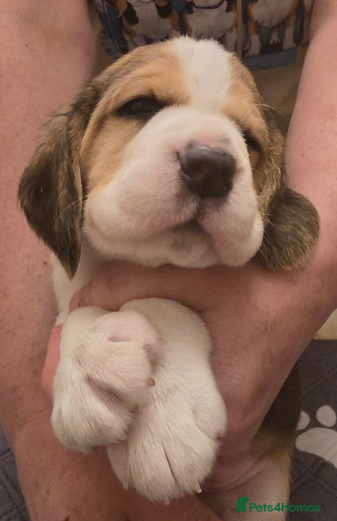 Beagle dogs for sale: KC registered Beagle pups, Rare Blue tri & tri - Advert 11
