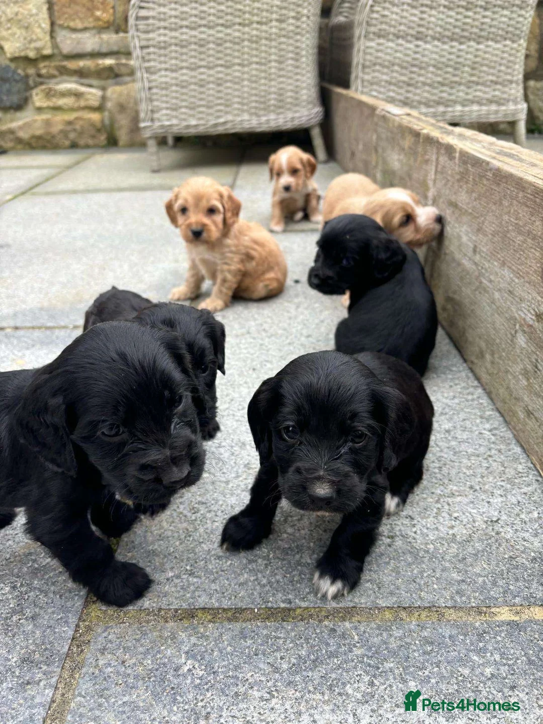 Cockapoo dogs for sale: Cockapoo puppies  - Advert 2