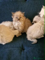 Ragdoll cats Stunning TICA Ragdoll Kittens - Mink, Sepia, - Advert 7
