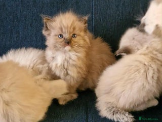 Ragdoll cats Stunning TICA Ragdoll Kittens - Mink, Sepia, - Advert 14