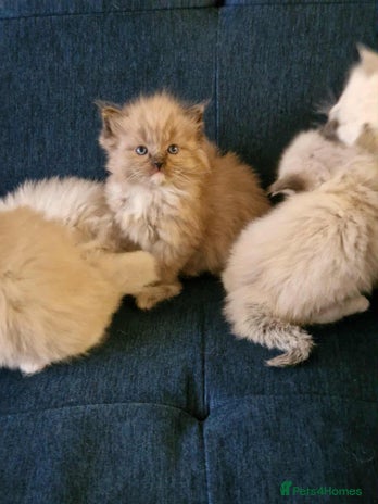 Ragdoll cats Stunning TICA Ragdoll Kittens - Mink, Sepia, - Advert 12