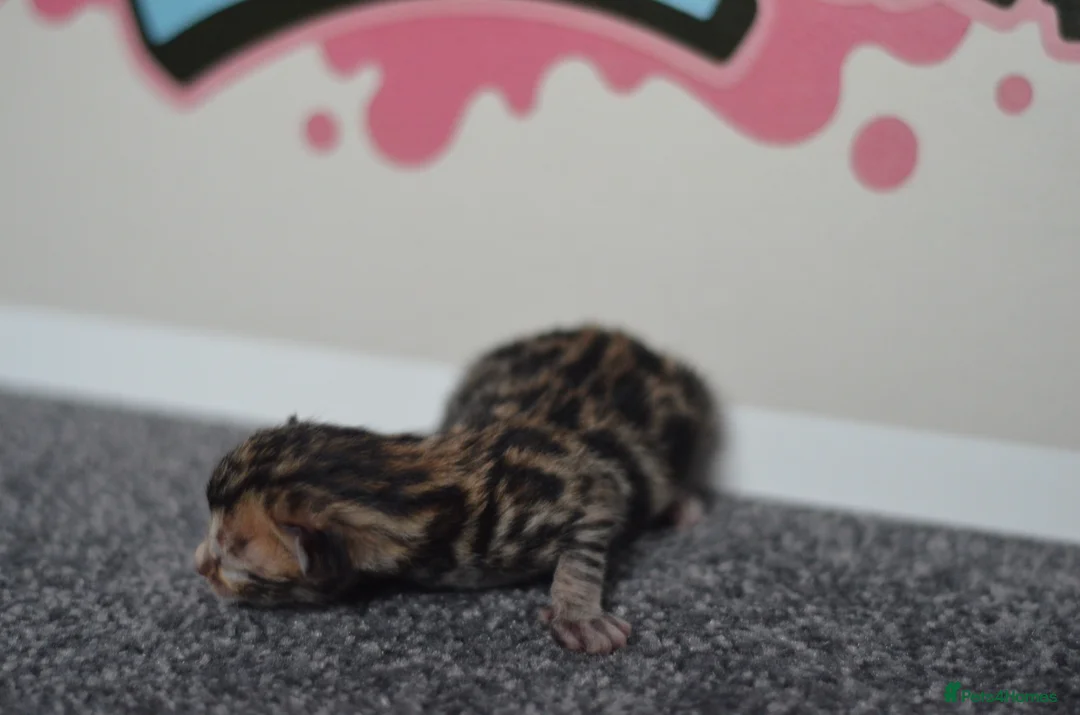 Bengal cats for sale: 🧬LIMITED BENGAL KITTENS🧬 2 females left - Advert 31