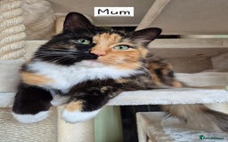 Mixed Breed cats for sale: Siberian x Ragdoll x Domestic kittens  - Image 6