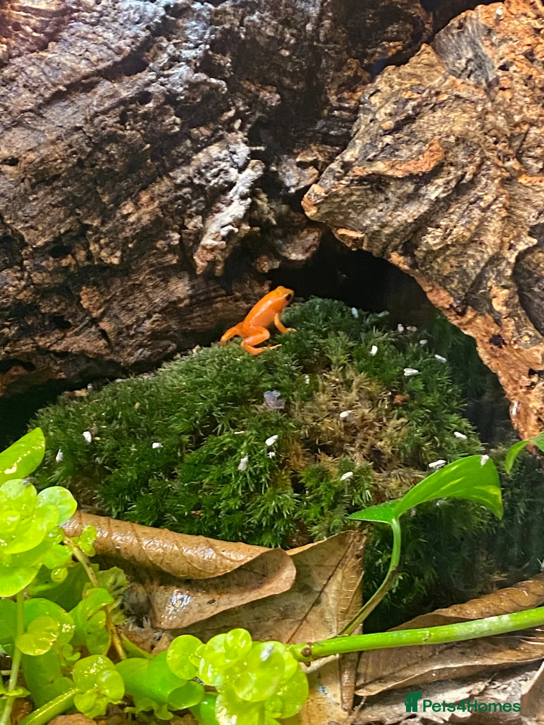 Frog reptiles for sale: Golden Mantellas - Advert 1