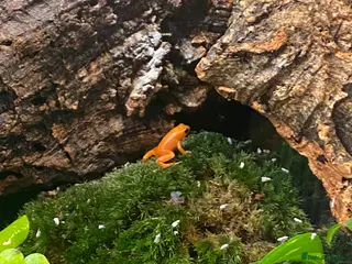 Frog reptiles Golden Mantellas - Advert 1