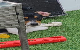 Mixed Breed dogs for sale: Jackshund puppy - Image 2