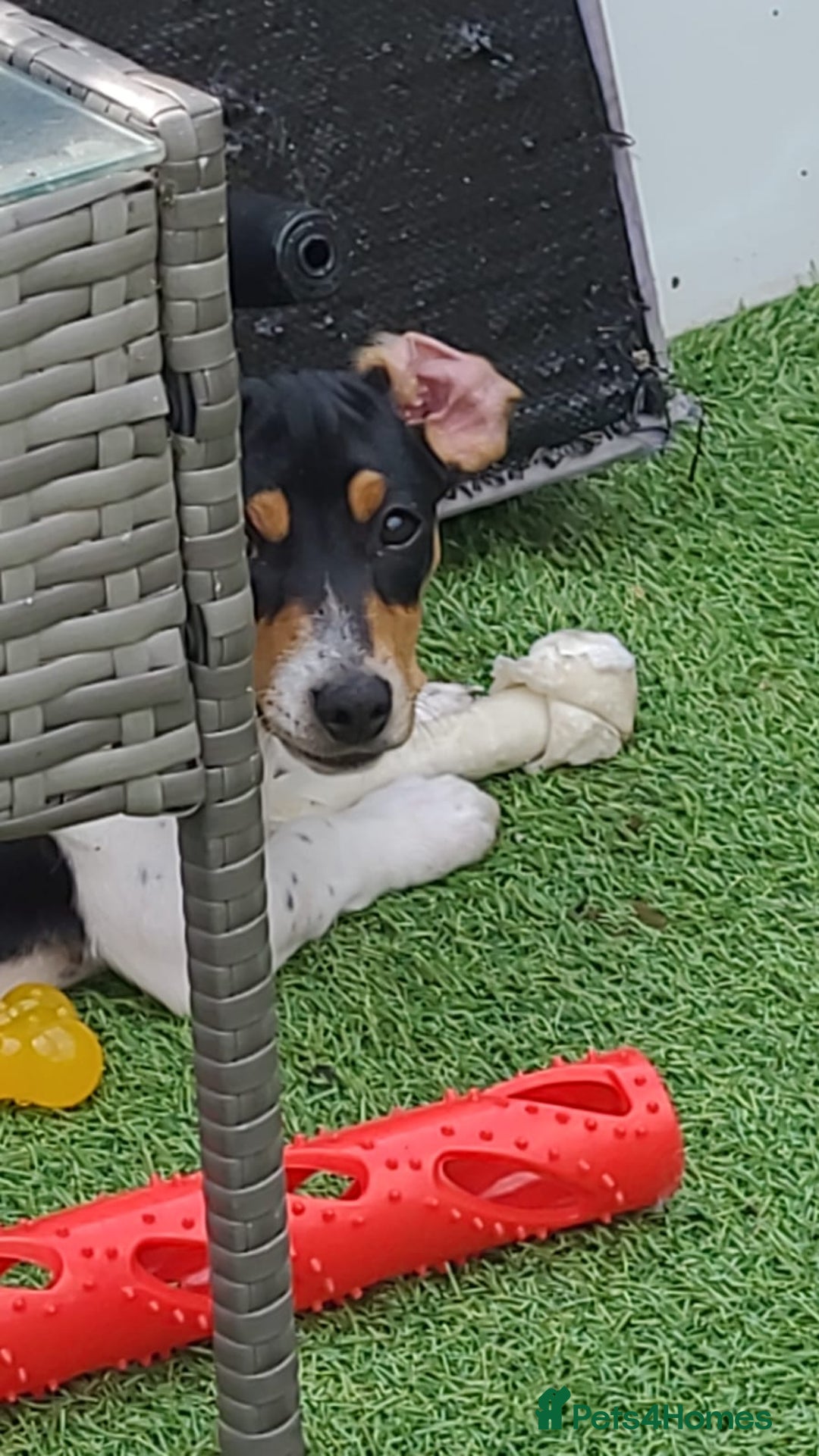 Mixed Breed dogs for sale: Jackshund puppy - Image 2