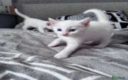Mixed Breed cats for sale: Perfectly healthy and ready for new loving homes - Image 10