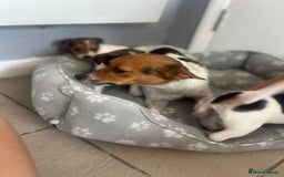 Jack Russell dogs for sale: 4 beautiful healthy jack Russel puppies  - Image 16
