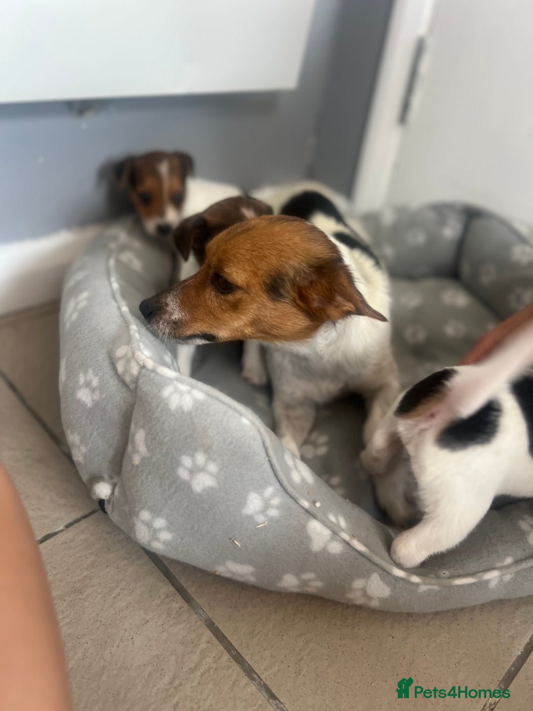 Jack Russell dogs for sale: 4 beautiful healthy jack Russel puppies  - Image 16