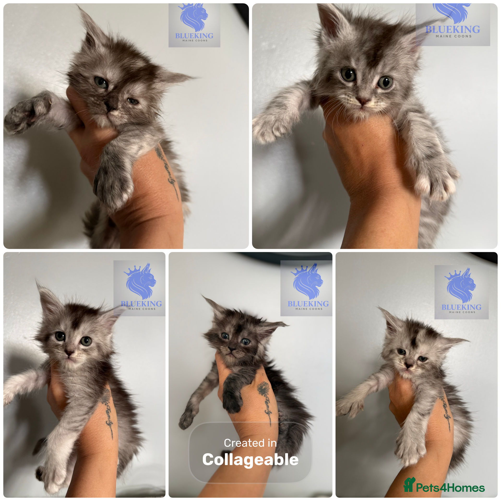 Maine Coon cats 👑 Stunning high silver poly Maine coon kittens 👑 - Advert 15