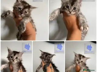 Maine Coon cats 👑 Stunning high silver poly Maine coon kittens 👑 - Advert 15