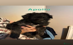 German Shepherd dogs for sale: German Shepherd Cross Dutch shepherd Puppy  - Image 10