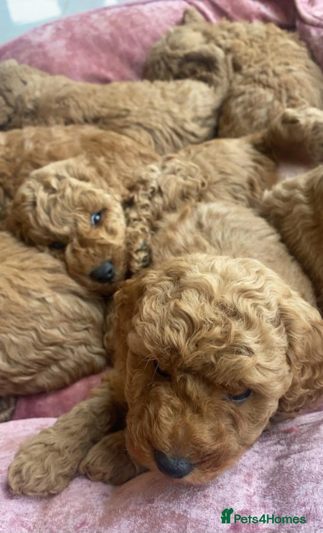 Cavapoo dogs for sale: STUNNING RED HEALTH CHECKED CAVAPOOS in Manchester - Advert 2