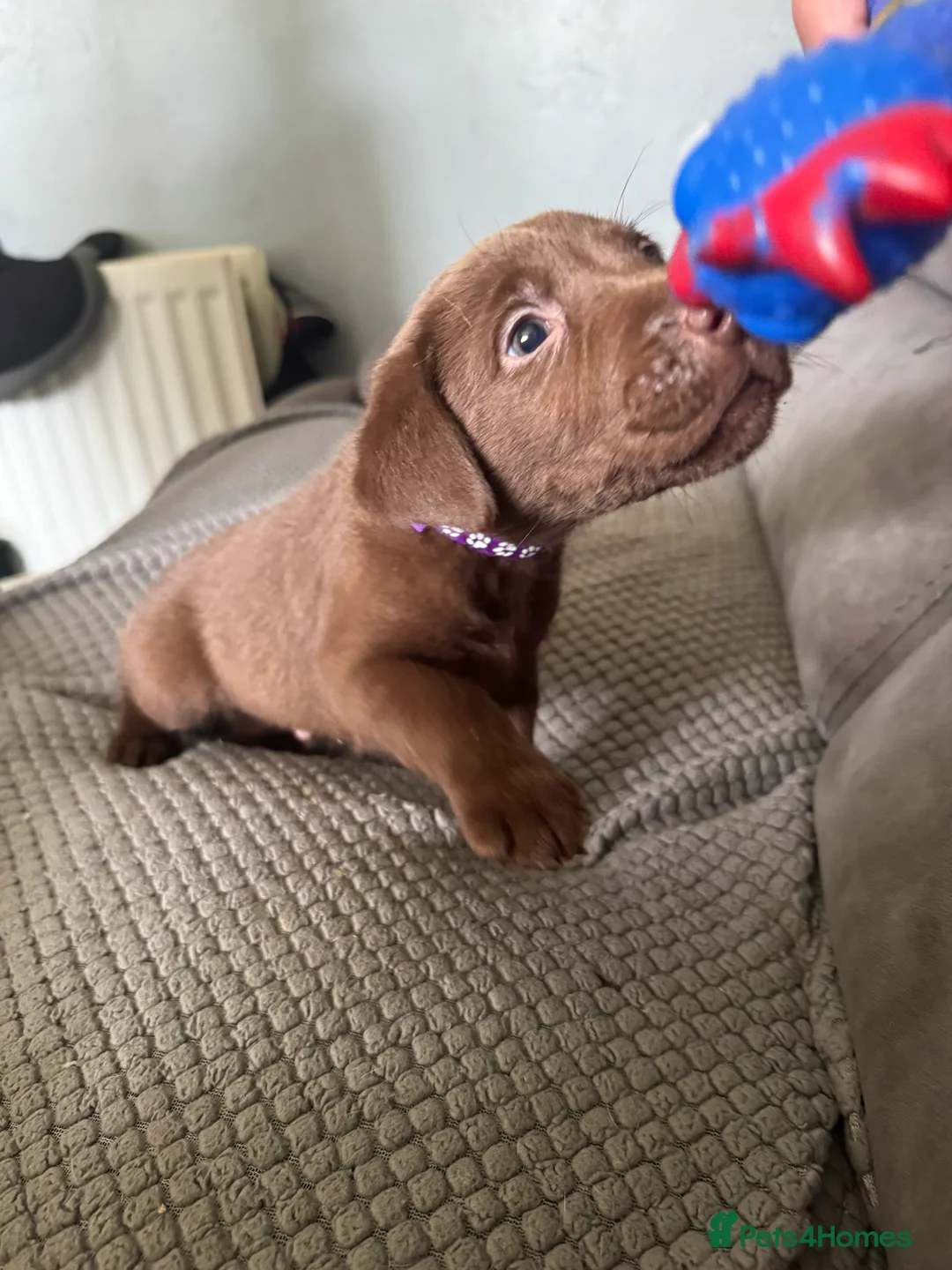 Labrador Retriever dogs for sale:  Labradors puppies 1 left !!! - Advert 2