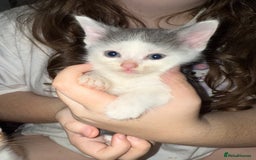 Mixed Breed cats for sale: Beautiful kittens  - Image 4