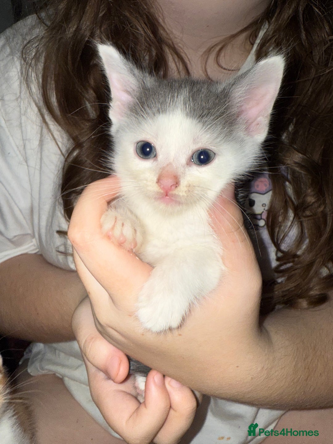 Mixed Breed cats for sale: Beautiful kittens  - Image 4