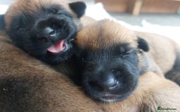 Belgian Shepherd Dog dogs for sale: PuppiesDWKC registered Working Line,Tested Parents - Image 2