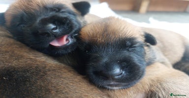 Belgian Shepherd Dog dogs - Advert 12