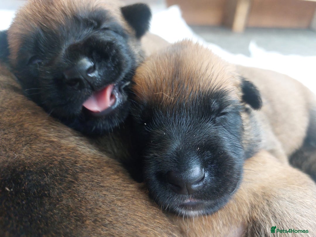 Belgian Shepherd Dog dogs for sale: PuppiesDWKC registered Working Line,Tested Parents - Image 2