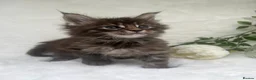 Maine Coon cats for sale: Stunning Tica Maine Coon kittens - Advert 9