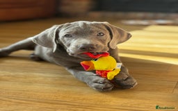 Labrador Retriever dogs for sale: 🩶 Silver & Charcoal Labrador Puppies - Image 12