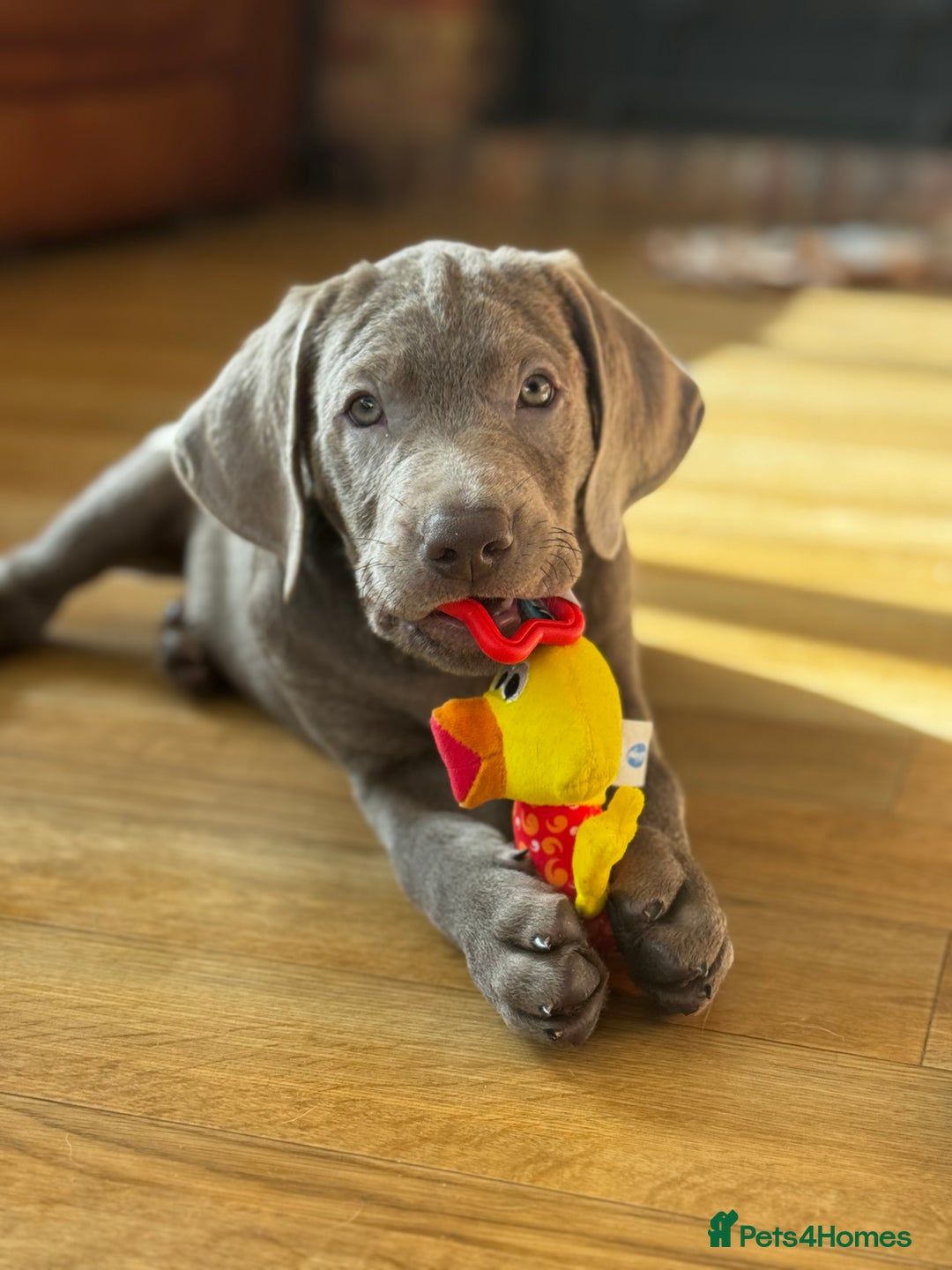 Labrador Retriever dogs for sale: 🩶 Silver & Charcoal Labrador Puppies - Image 12