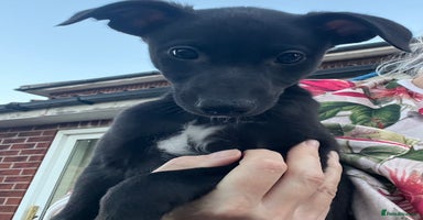 Whippet dogs - Advert 12
