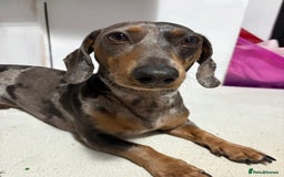 Miniature Dachshund dogs for stud: **STUD**miniture dachshund  - Image 3