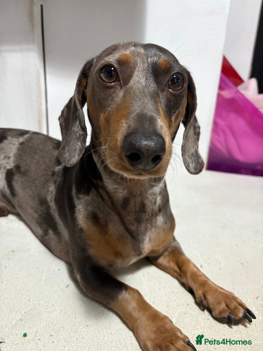 Miniature Dachshund dogs for stud: **STUD**miniture dachshund  - Image 3