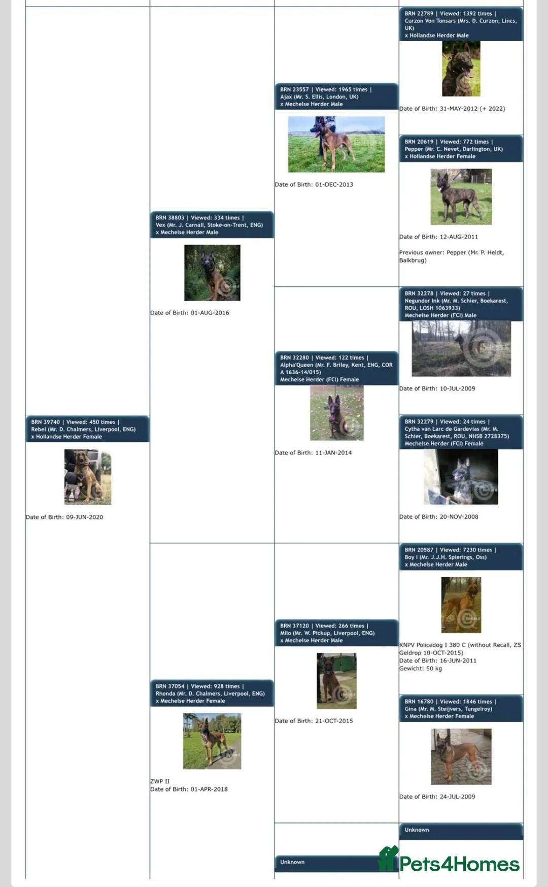 Belgian Shepherd Dog dogs for sale: Mali/dutch Female BRN  - Advert 2
