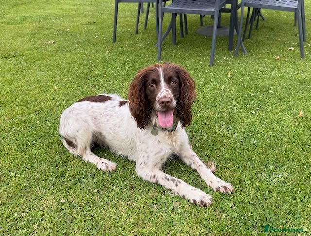 Sproodle dogs STUNNING SPROODLE BOY - Advert 2