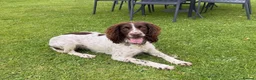 Sproodle dogs for sale: STUNNING SPROODLE BOY - Advert 2