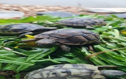 Tortoise reptiles for sale: Beautiful Baby Spur Thigh Tortoises  - Image 8