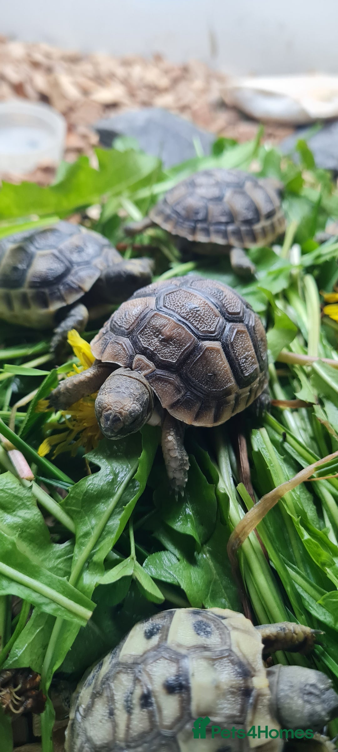 Tortoise reptiles for sale: Beautiful Baby Spur Thigh Tortoises  - Image 8