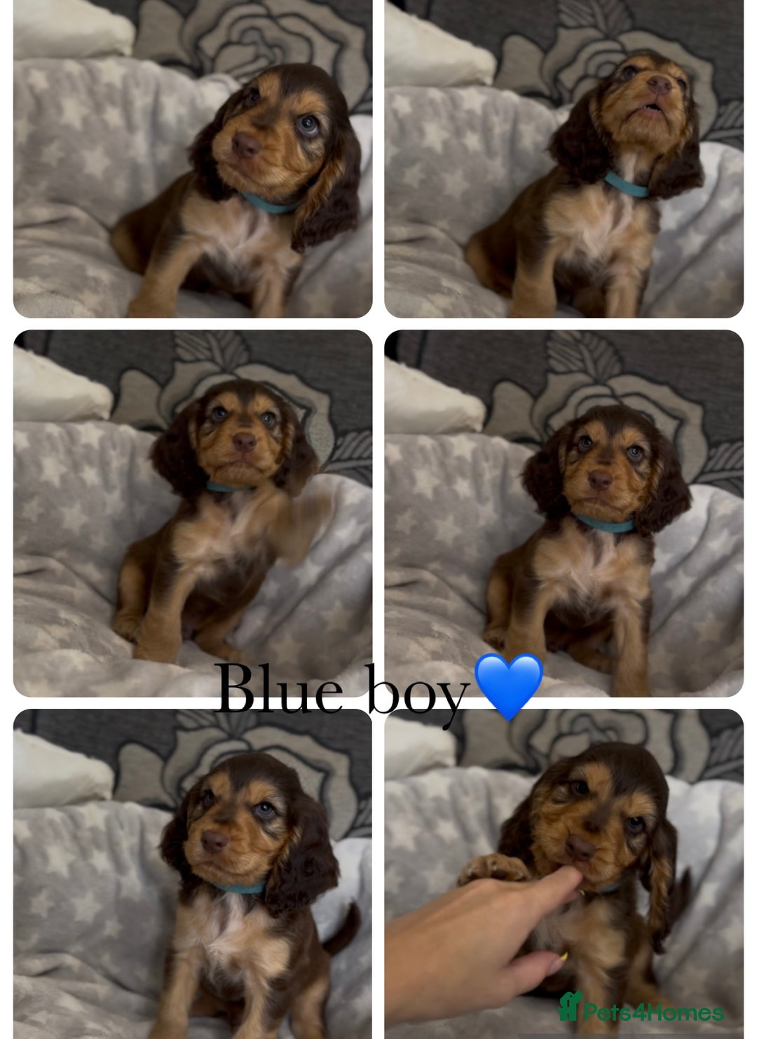 Cocker Spaniel dogs for sale: Show cocker spaniel (chocolate sable) - Image 12