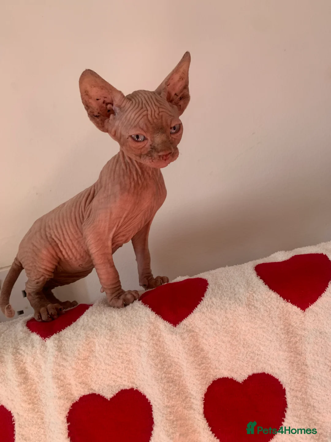 Sphynx cats for sale:  ** s sphynx babies - Advert 19