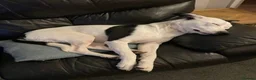 Mixed Breed dogs for adoption: Lovely Lola needs a new home - Advert 2