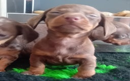 Miniature Dachshund dogs for sale: *READY TO GO* Miniature Daschund Puppies - Image 12