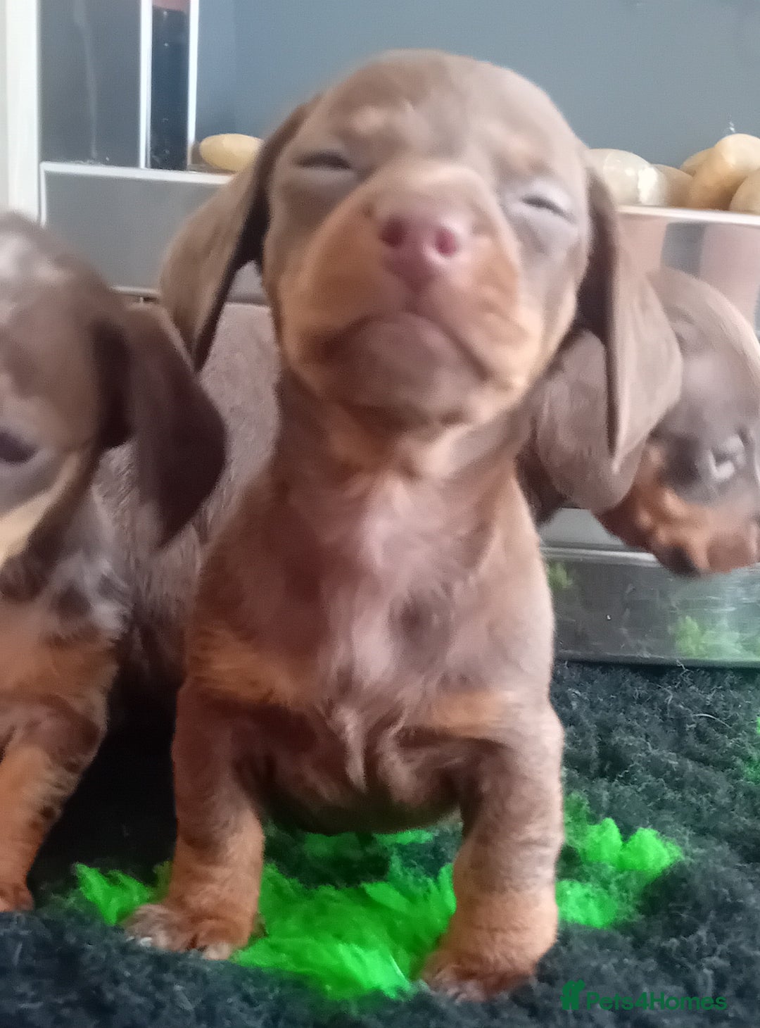 Miniature Dachshund dogs for sale: *READY TO GO* Miniature Daschund Puppies - Image 12