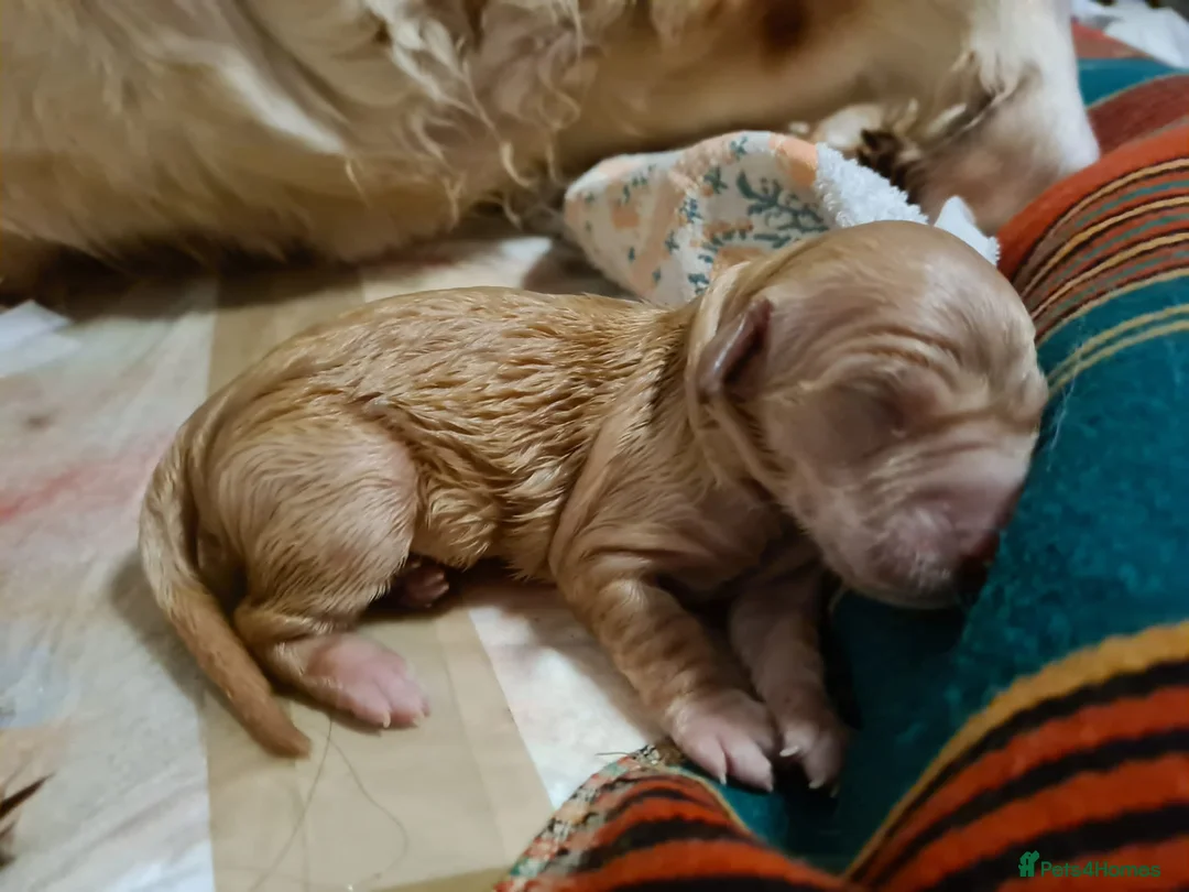 Golden Retriever dogs for stud: exceptional PROVEN dog available for stud  in Northwich - Advert 15