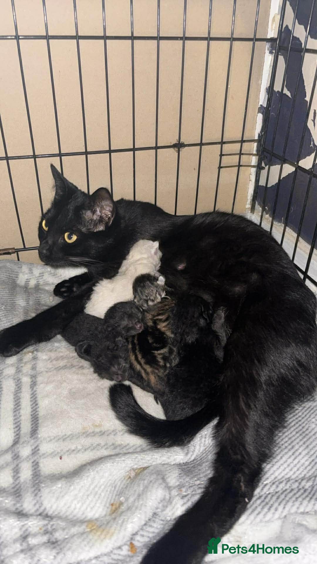 Mixed Breed cats mixed breed kittens for sale  - Advert 1