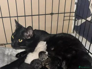 Mixed Breed cats mixed breed kittens for sale - Advert 5