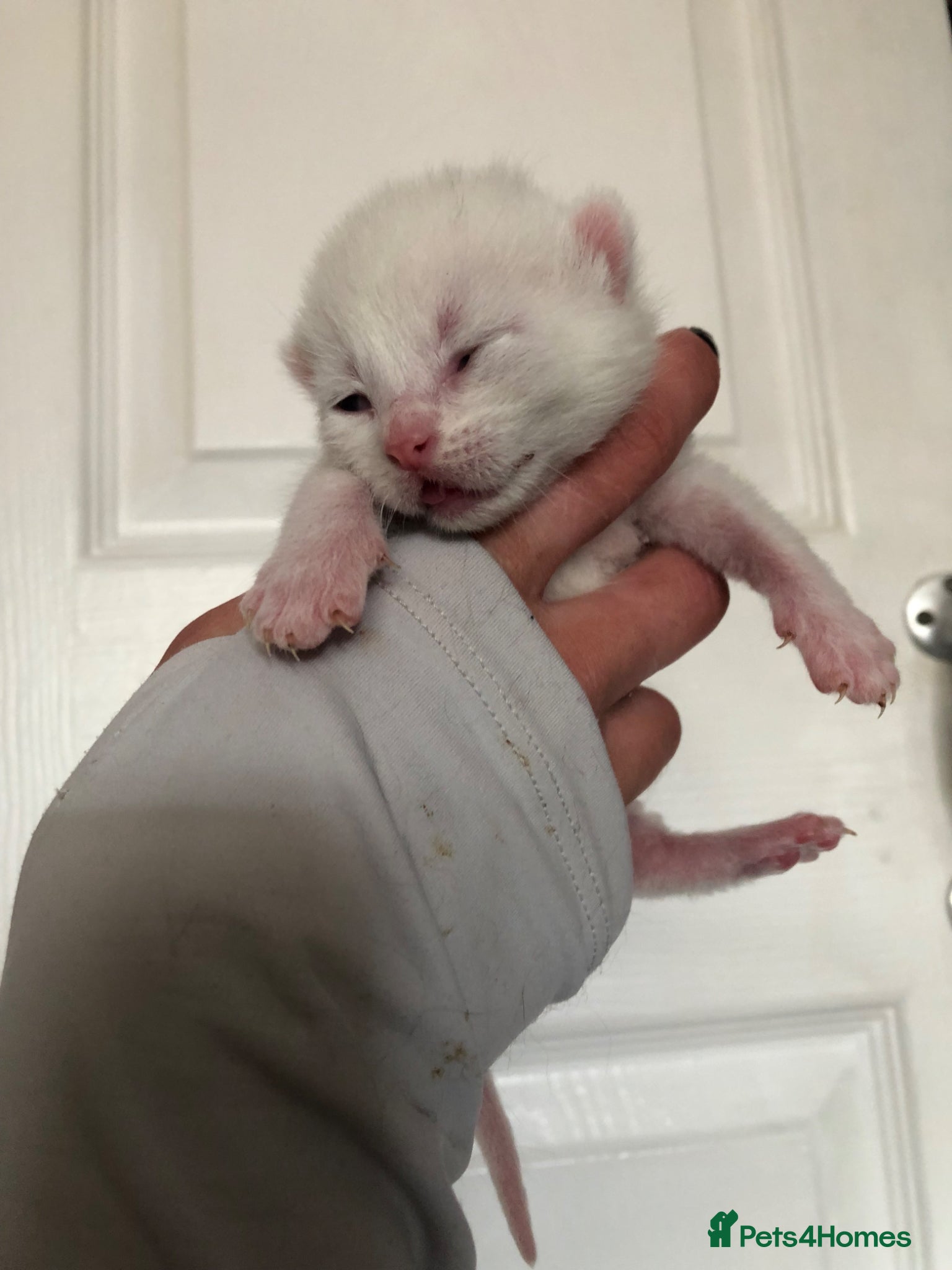 Mixed Breed cats kittens ready to leave in 8 weeks time  - Advert 1