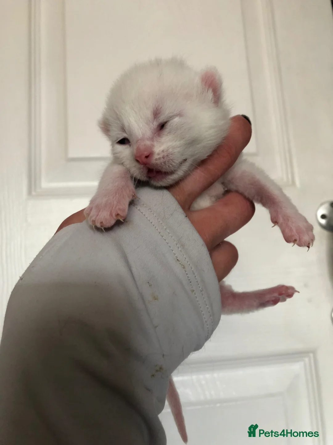 Mixed Breed cats for sale: kittens ready to leave in 8 weeks time  - Advert 1